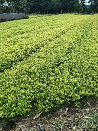 mile米乐m6官网：网球拍符号的衣服怎么穿